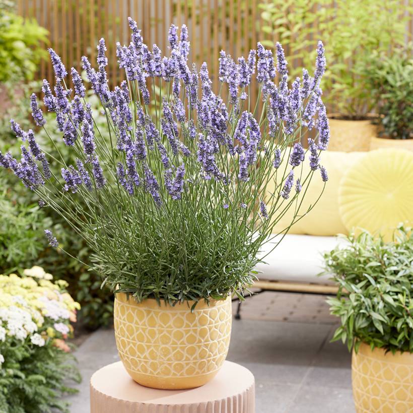 Lavande intermedia Sensational ! - Lavandin Pot de 2L/3L
