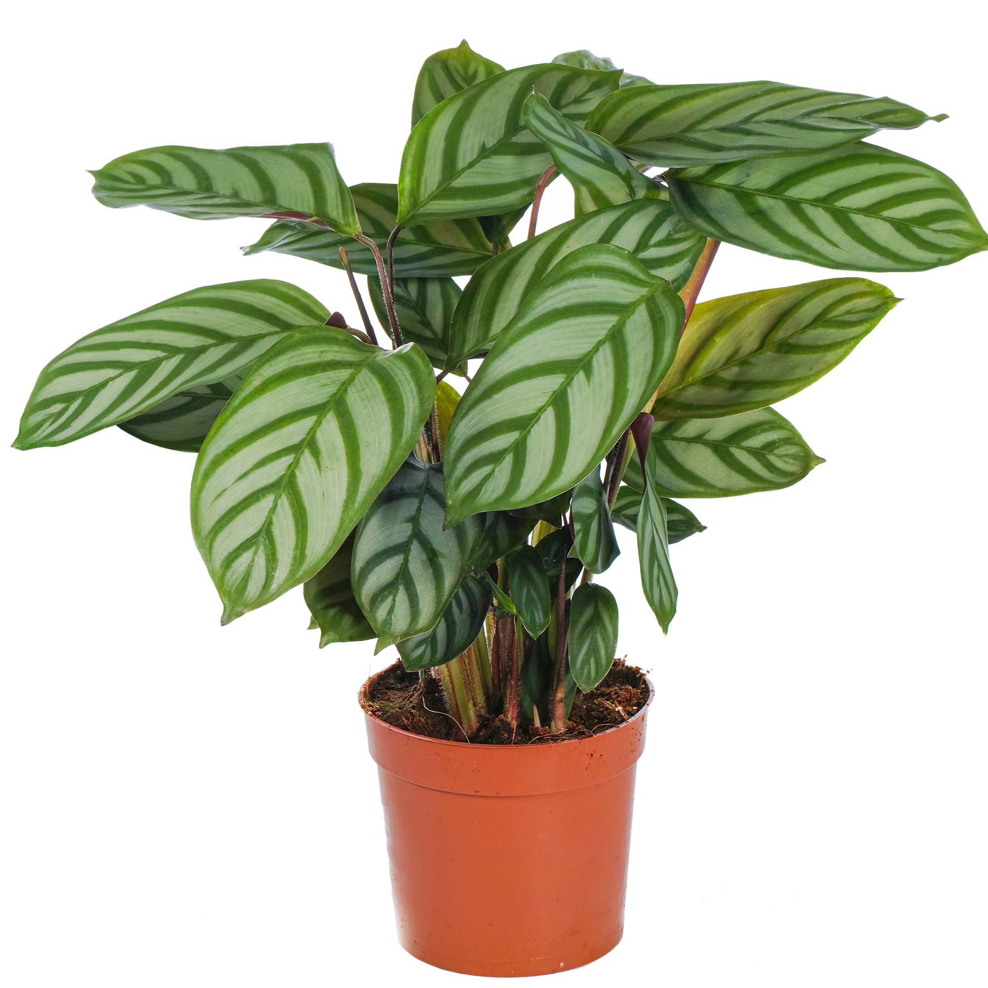 Gardenersdream - 1 X Plante Paon Calathea Compact Star 30 À 40 Cm En Pot Pour La Maison Ou Le Bureau - GardenersDream - Imagen 2