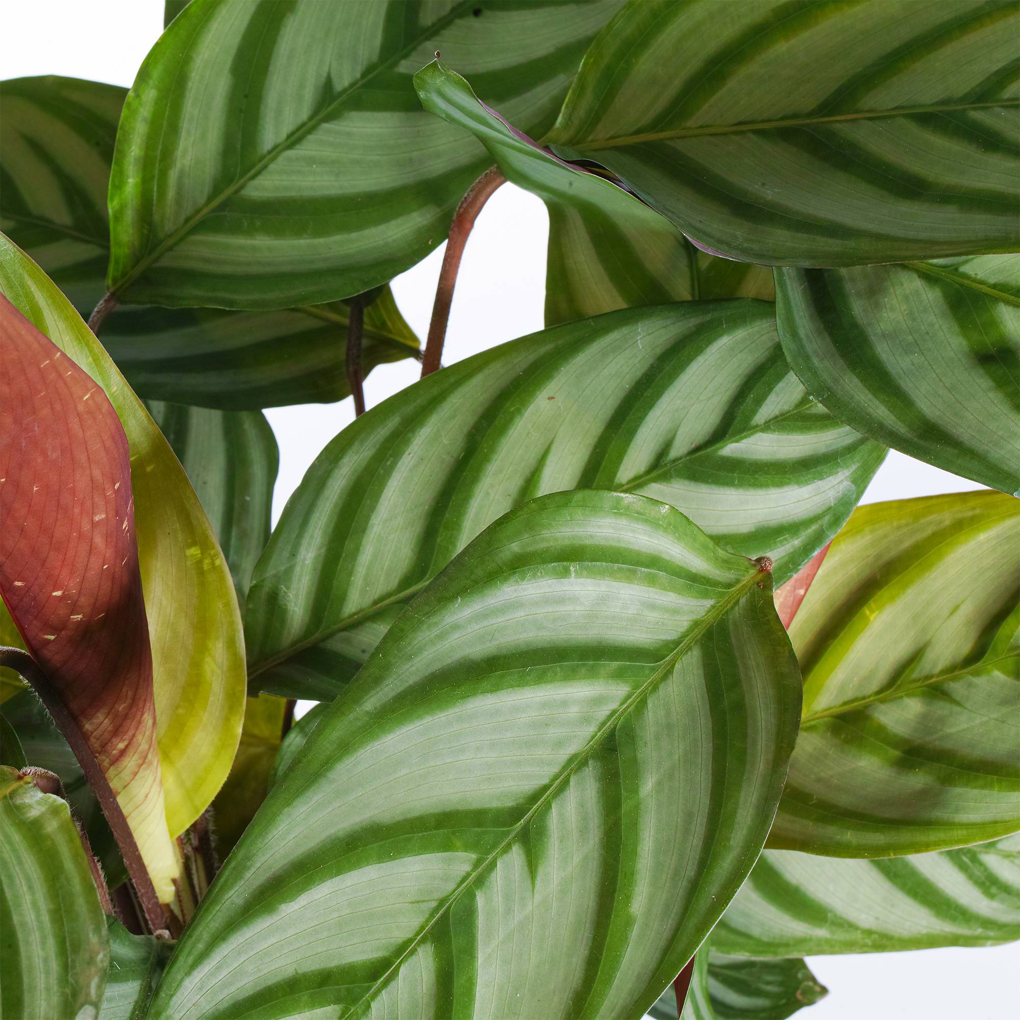 Gardenersdream - 1 X Plante Paon Calathea Compact Star 30 À 40 Cm En Pot Pour La Maison Ou Le Bureau - GardenersDream - Imagen 3