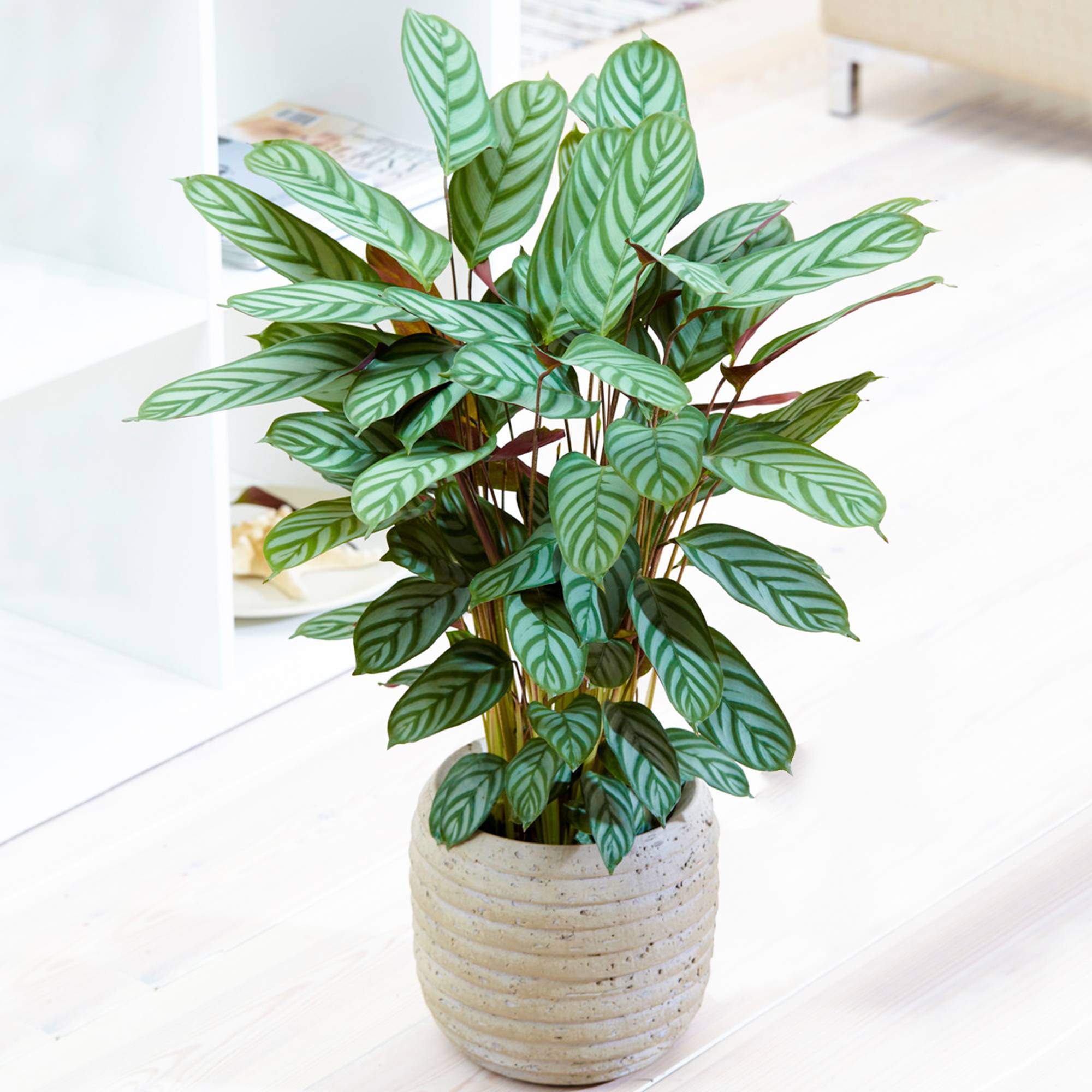 Gardenersdream - 1 X Plante Paon Calathea Compact Star 30 À 40 Cm En Pot Pour La Maison Ou Le Bureau - GardenersDream - Imagen 1