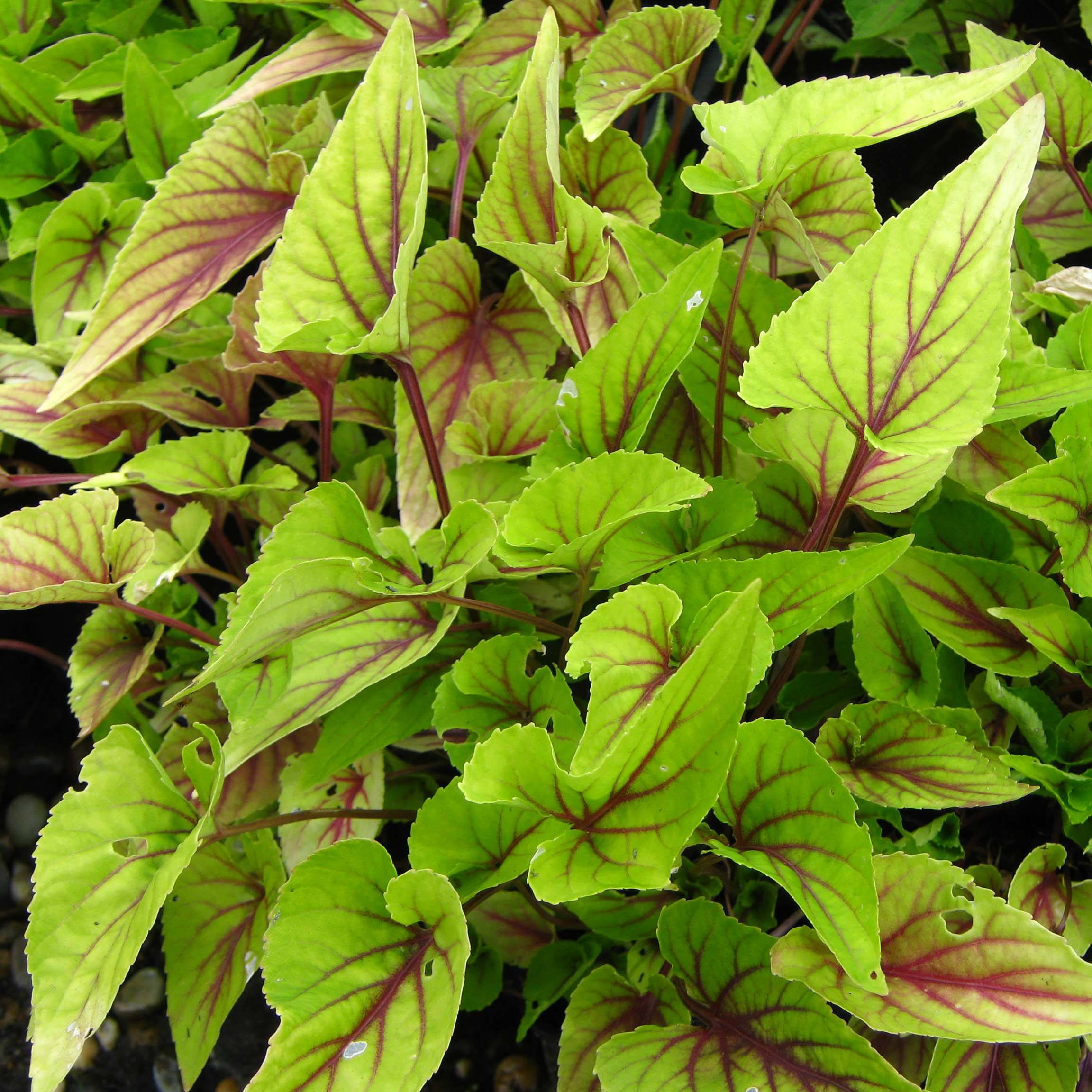 Promesse de Fleurs - Viola koreana Mars Godet de 8/9 cm