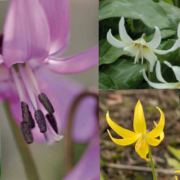 Promesse de Fleurs - Collection Erythronium - Collection de 11 plantes