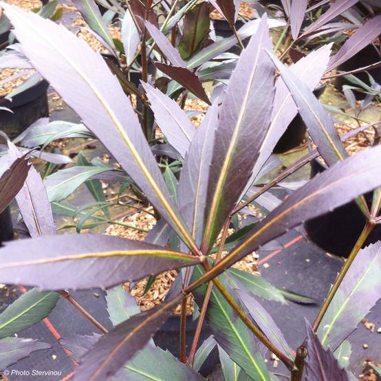 Pseudopanax lessonii Dark Star - Houpara Pot de 2L/3L - Image 1