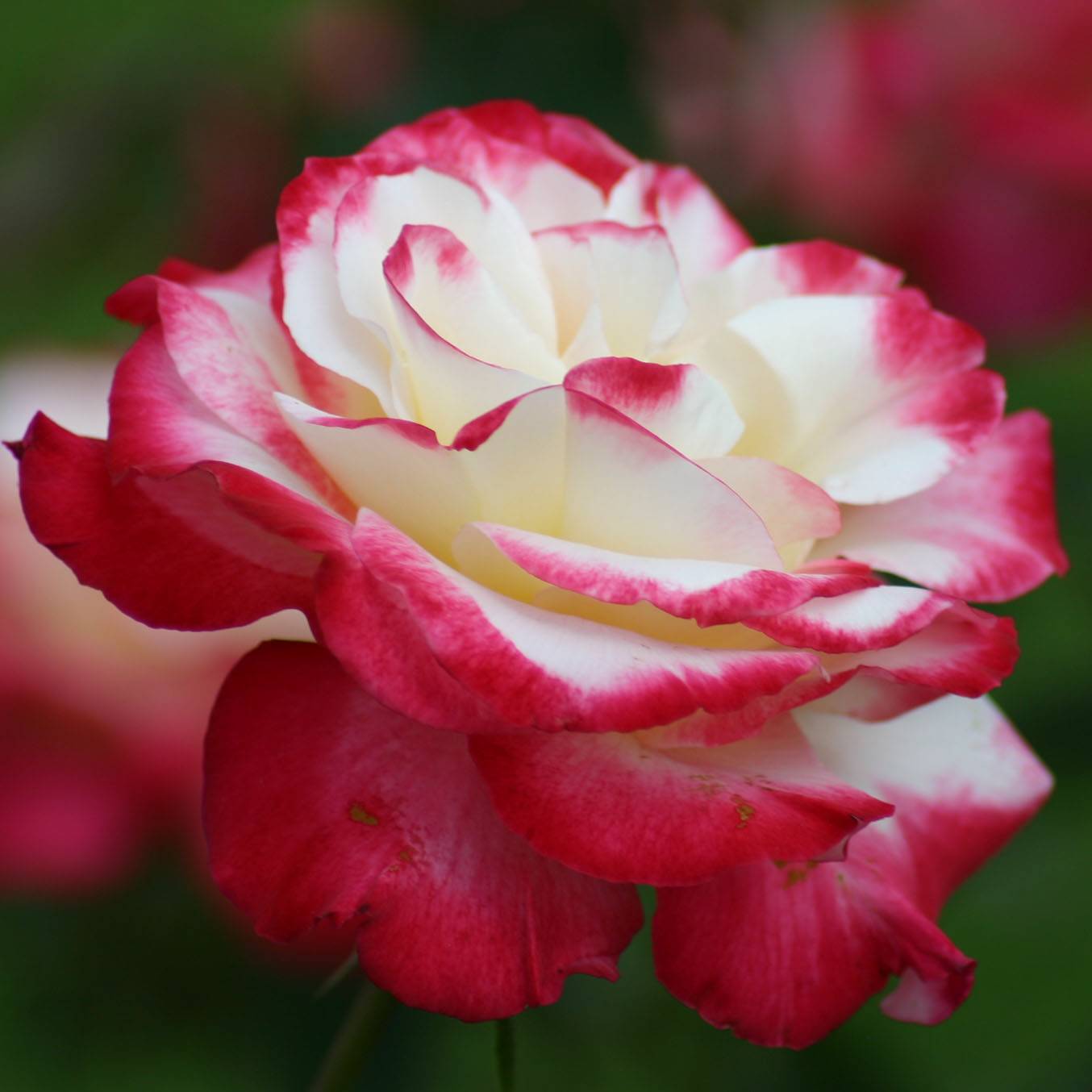 Rosier à grandes fleurs Double Delight Racines nues en motte