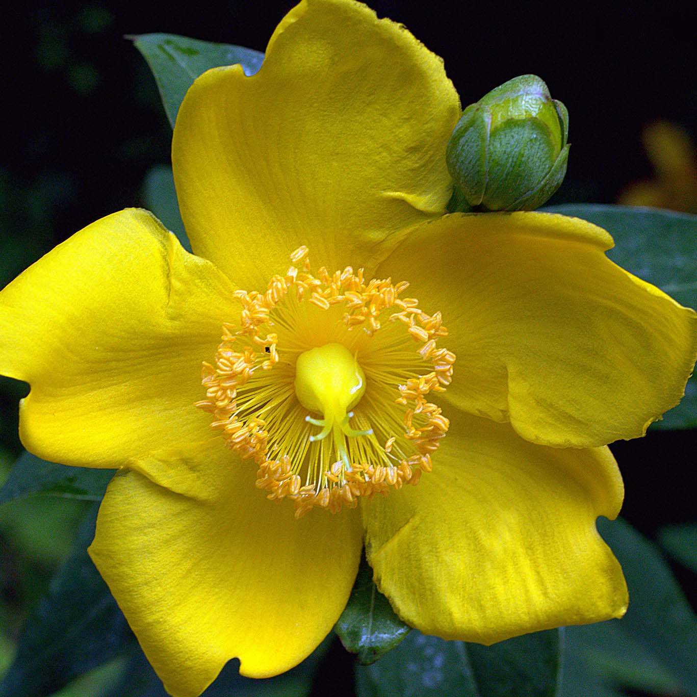 Hypericum - Millepertuis Hidcote Pot de 2L/3L - Image 1