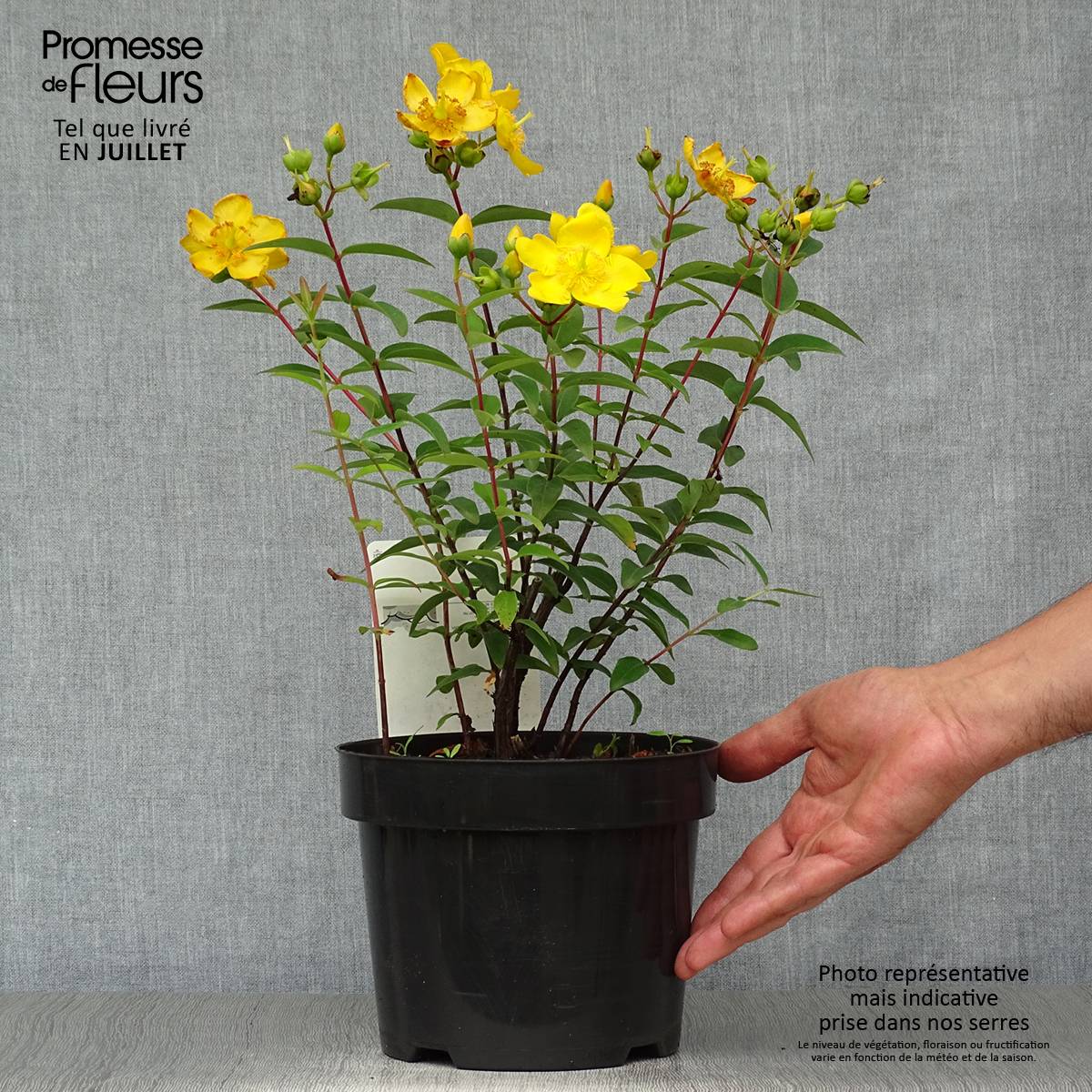 Hypericum - Millepertuis Hidcote Pot de 2L/3L - Image 2