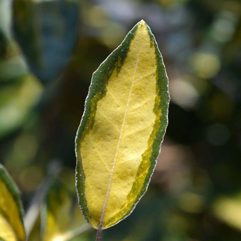 Elaeagnus ebbingei Limelight - Chalef de Ebbing Pot de 2L/3L - Image 1