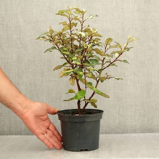 Elaeagnus ebbingei Limelight - Chalef de Ebbing Pot de 2L/3L - Image 2