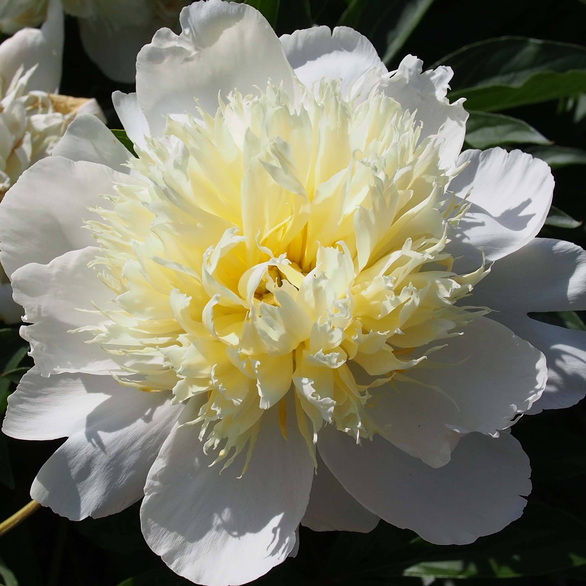 Promesse de Fleurs - Pivoine lactiflora Primevère Souche 3/5 yeux