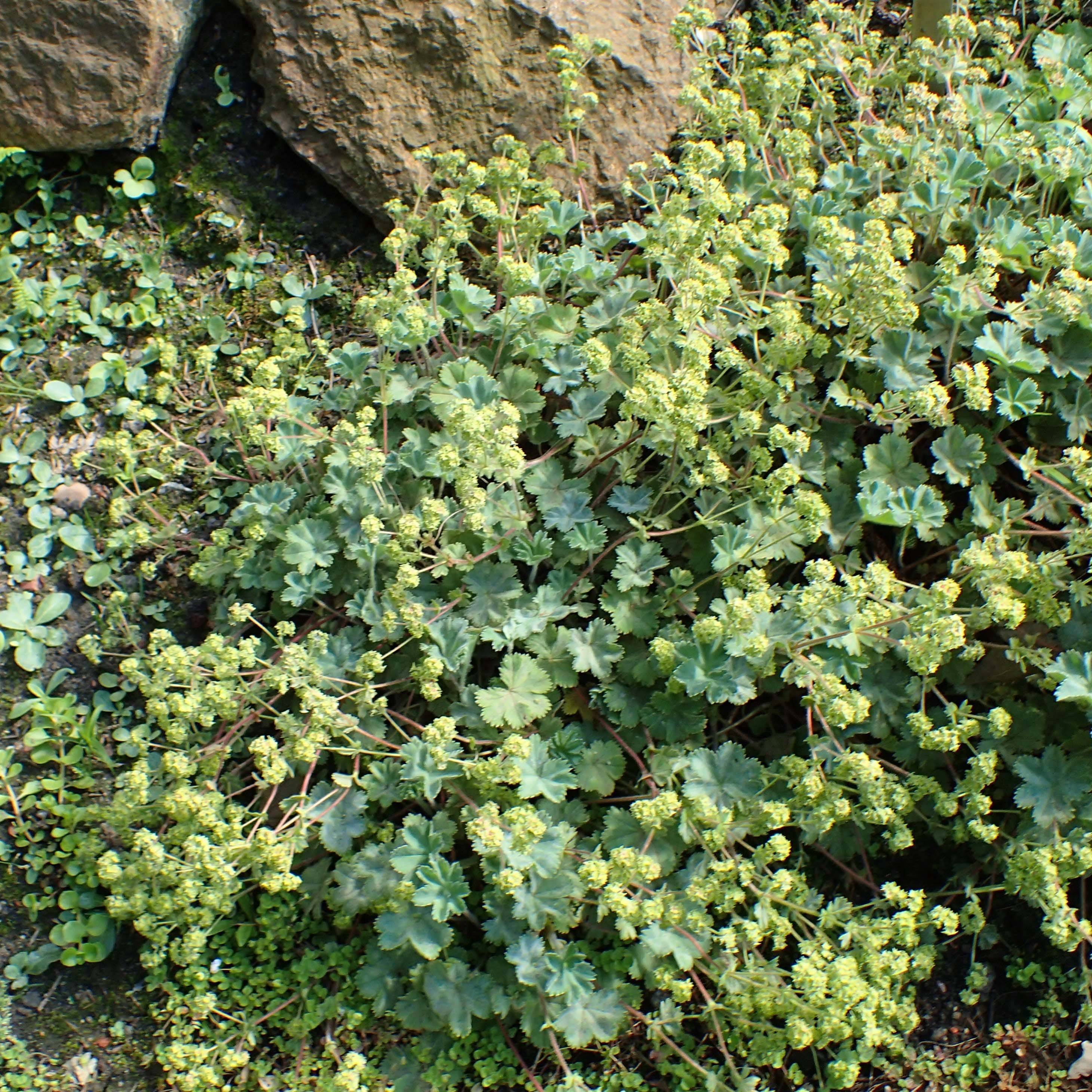 Alchemilla caucasica - Alchémille de Caucase Godet de 8/9 cm