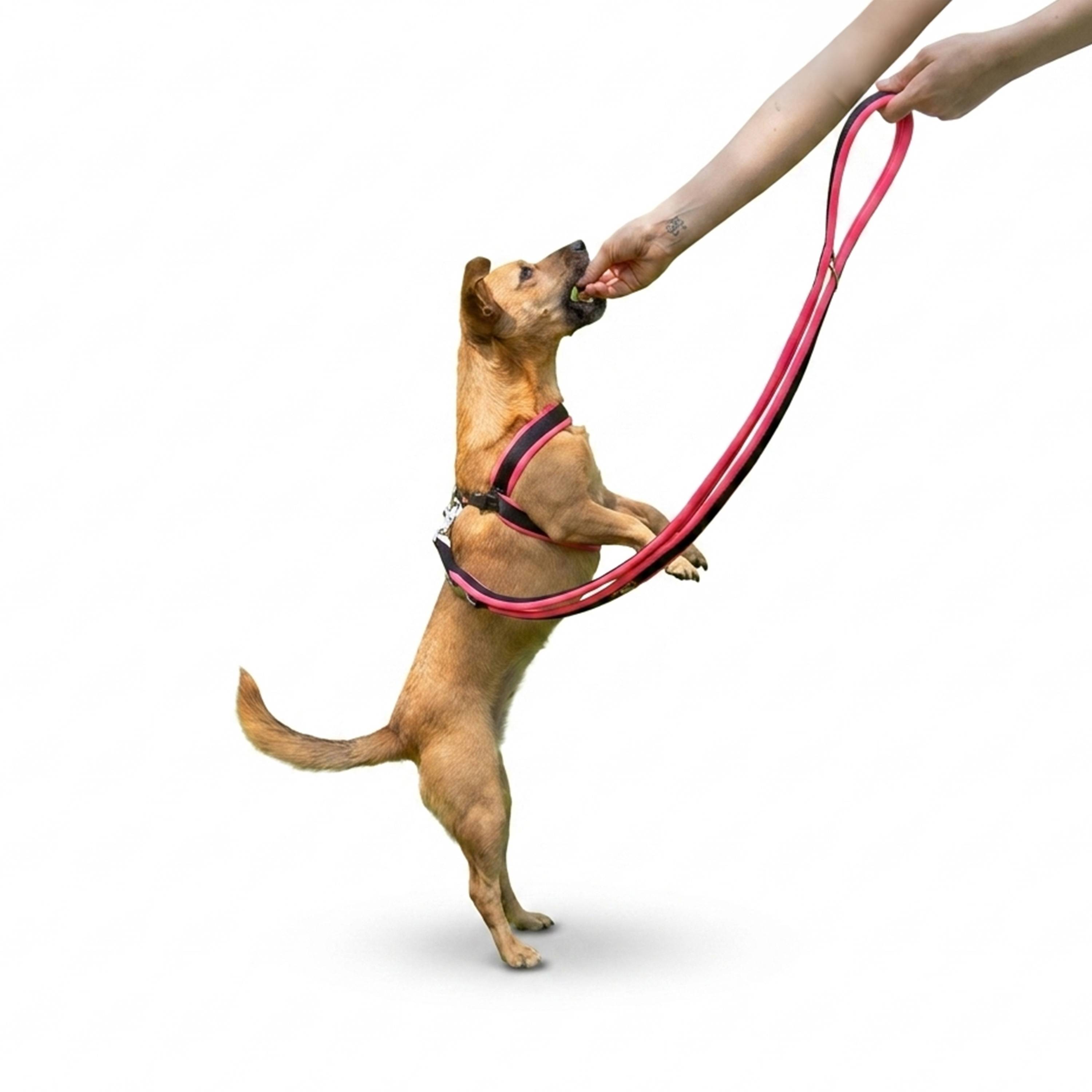 Ferplast - Ferplast Laisse pour chien ERGOFLUO, Laisse de dressage pour petit chien, Poignée Rembourrée, Mousqueton en métal. Longueur réglable. Taille 200 cm, - Imagen 5