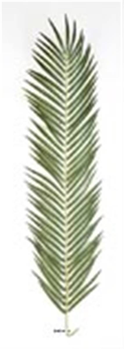 Artificielles - Feuille de Palmier Phoenix artificielle en tissu H 107 cm
