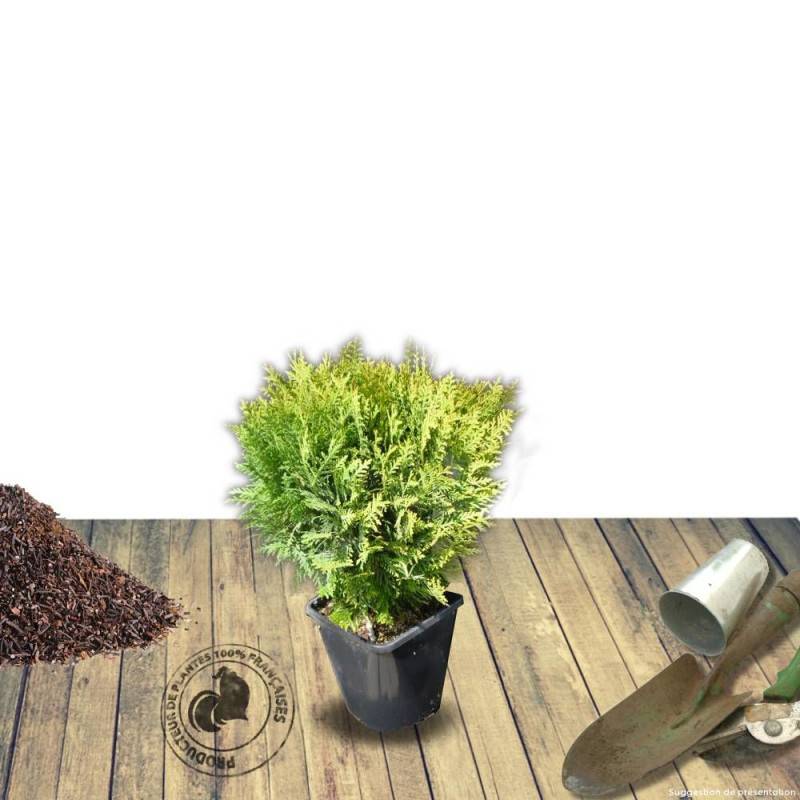 Thuya du Canada Danica, Thuja occidentalis - Pot de 3L - 20/40 cm - Imagen 5