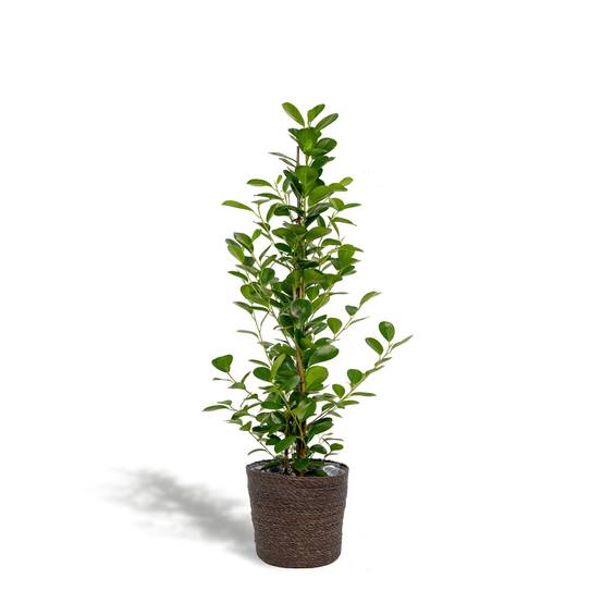 Ficus microcarpa Moclame + Mand Igmar - ↨95cm - Ø21cm- La Green Touch - Image 2