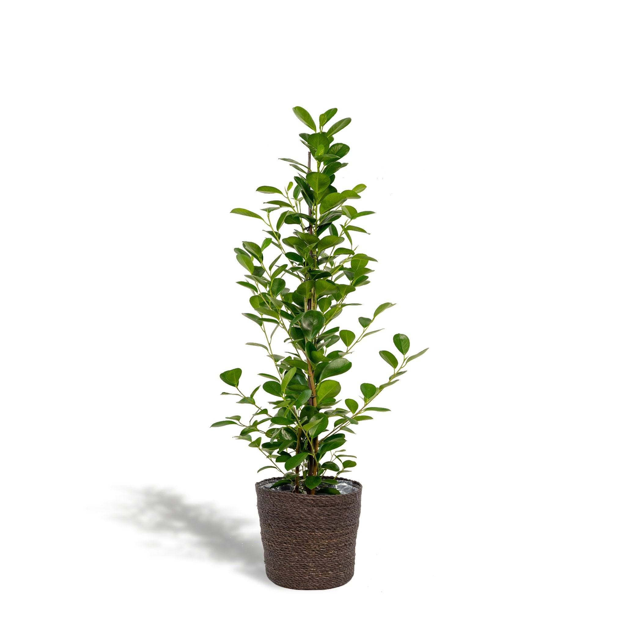 Ficus microcarpa Moclame + Mand Igmar - ↨95cm - Ø21cm- La Green Touch - Image 2