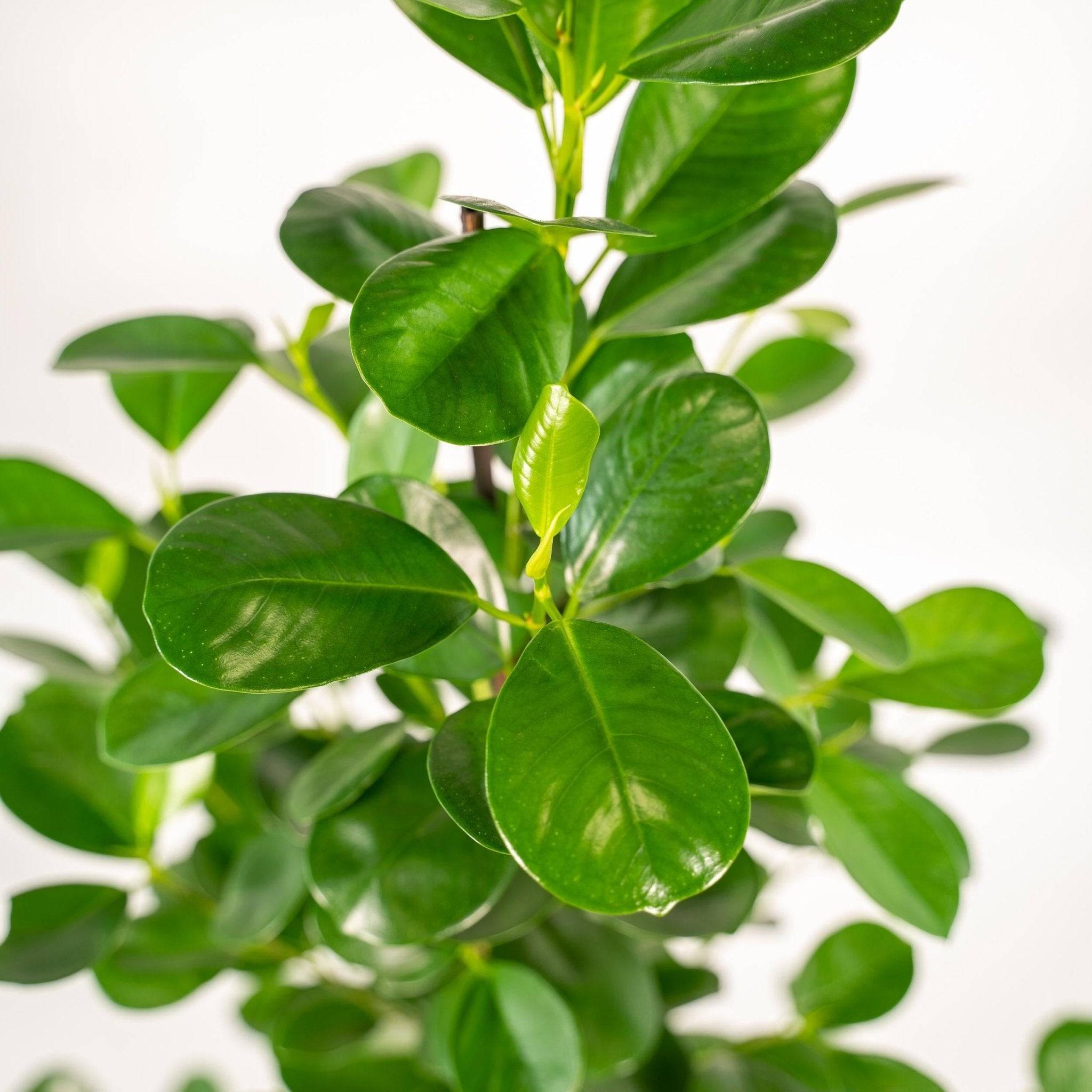 Ficus microcarpa Moclame + Mand Igmar - ↨95cm - Ø21cm- La Green Touch - Image 4