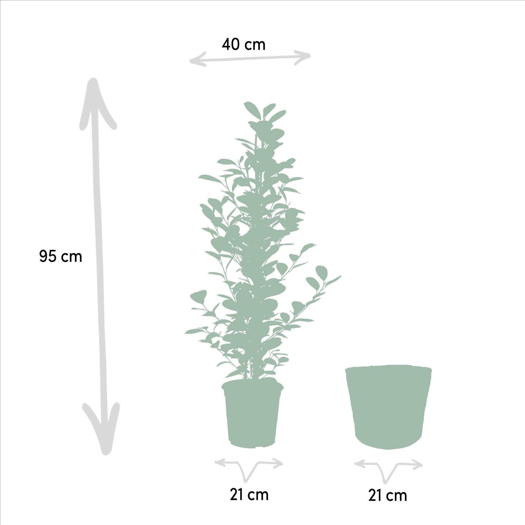 Ficus microcarpa Moclame + Mand Igmar - ↨95cm - Ø21cm- La Green Touch - Image 5