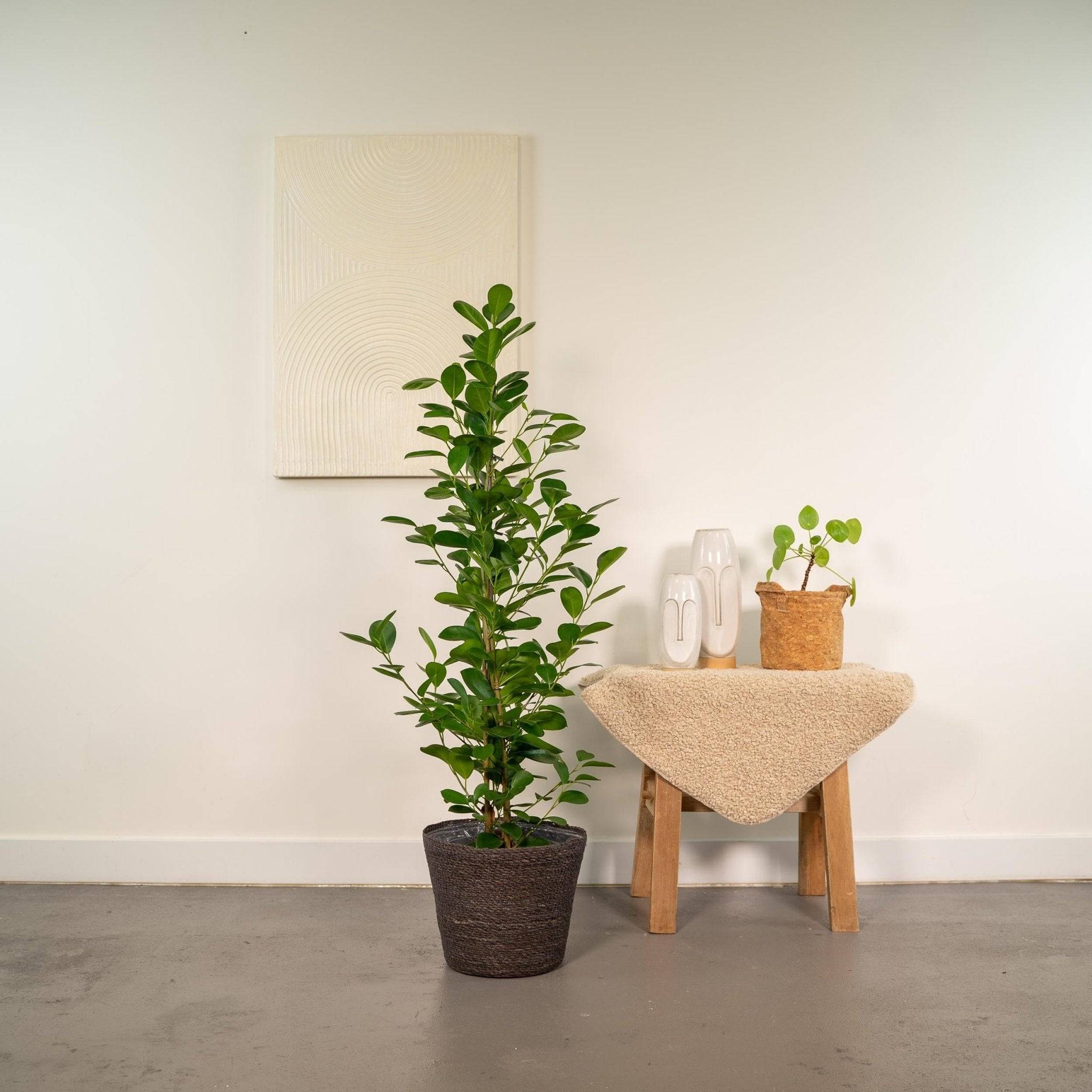 Ficus microcarpa Moclame + Mand Igmar - ↨95cm - Ø21cm- La Green Touch - Image 3