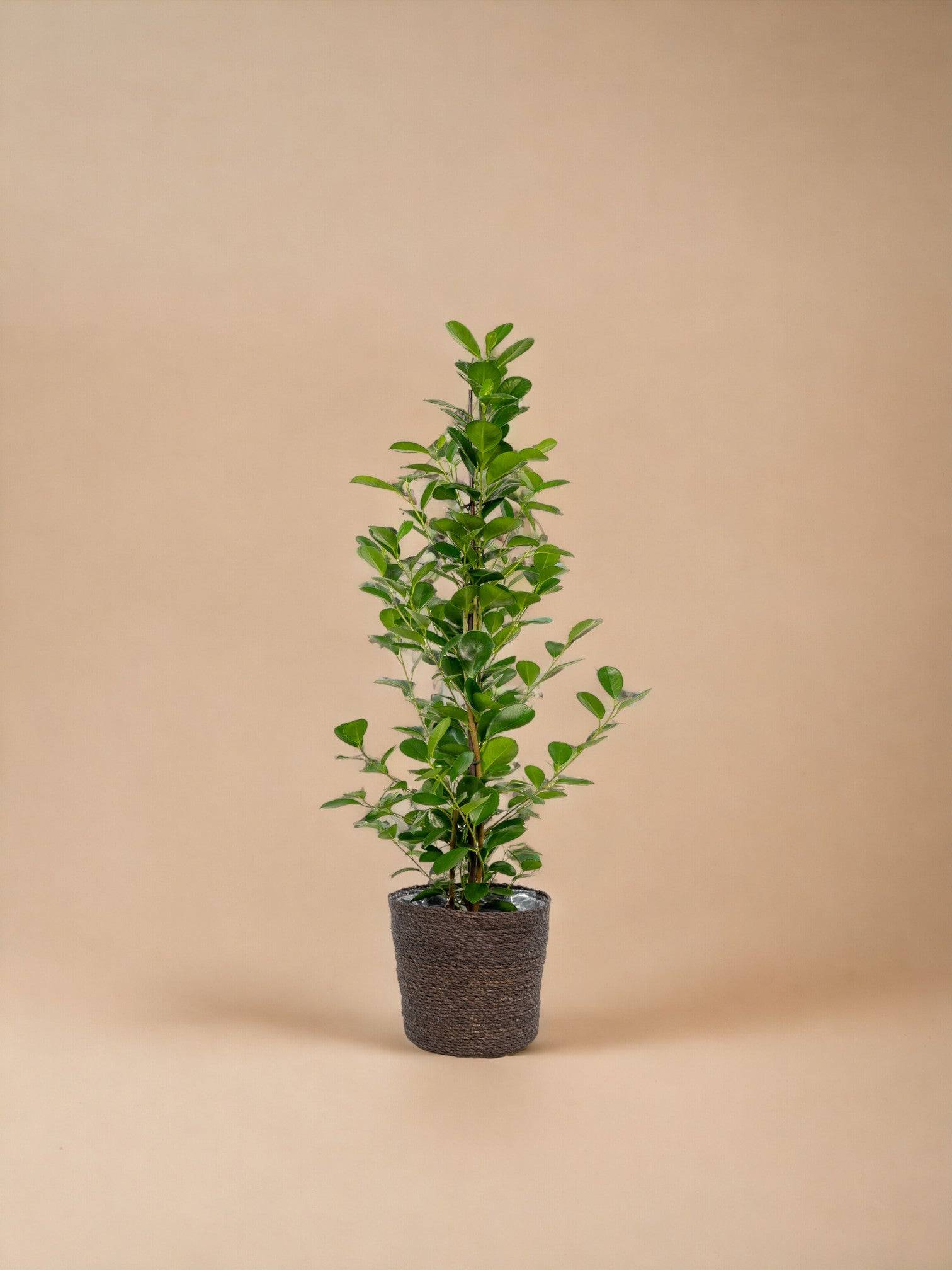 Ficus microcarpa Moclame + Mand Igmar - ↨95cm - Ø21cm- La Green Touch - Image 1