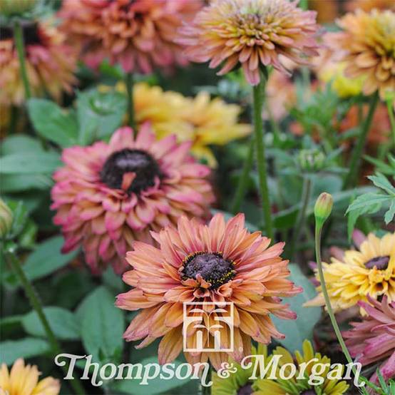 Graines de Rudbeckia Caramel mixed en mélange ( Sahara Mix) le sachet de 25 graines environ
