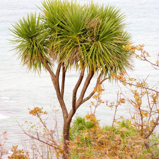 Graines de Cordyline australis (verte) le sachet de 150 graines environ (0,6g)