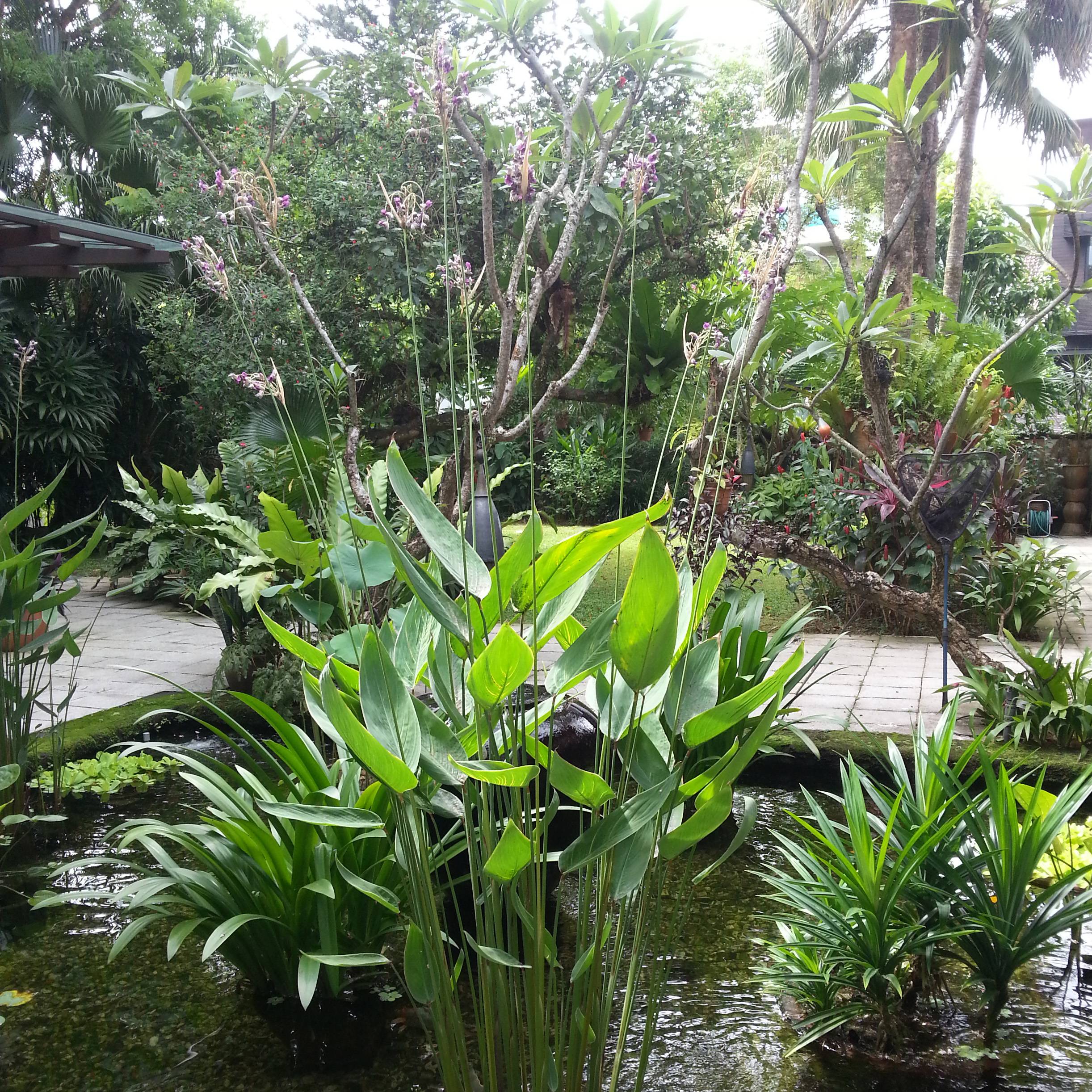Thalia dealbata - Thalie blanche Godet de 8/9 cm