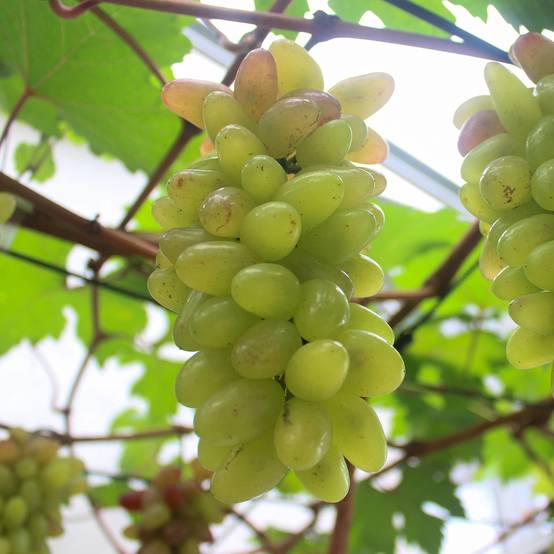 Promesse de Fleurs - Vigne de table Pizzutello Bianco, Cornichon blanc - Vitis vinifera Pot de 1,5L/2L