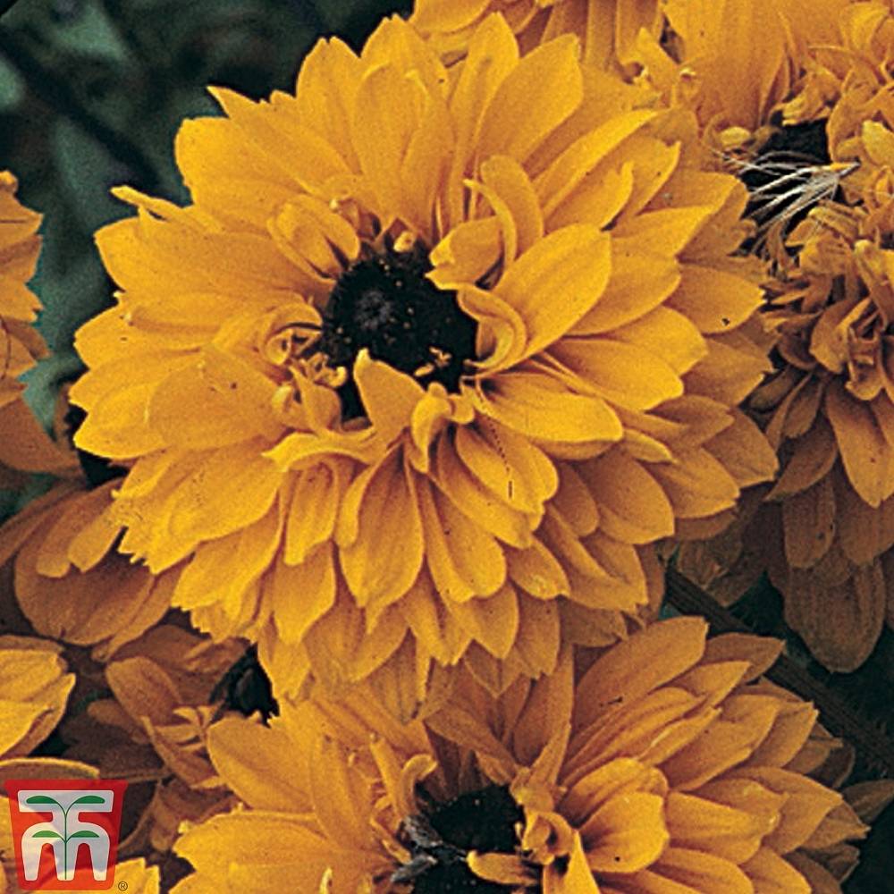 Graines de Rudbeckia Goldilocks  le sachet de 1300 graines environ (1g)