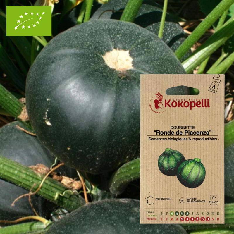 Courgette Ronde de Piacenza- Graines bio à semer - Imagen 1