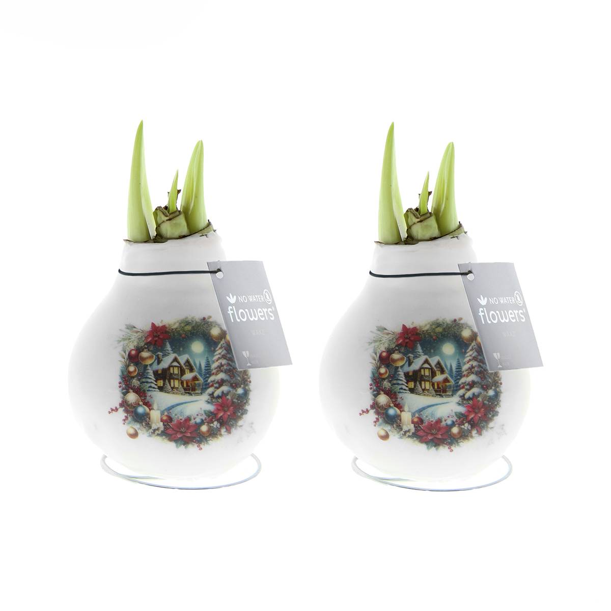Lot de 2 - Bulbe d'Amaryllis en cire - Maison de Noël - H. 15-25 cm à la livraison - Image 1