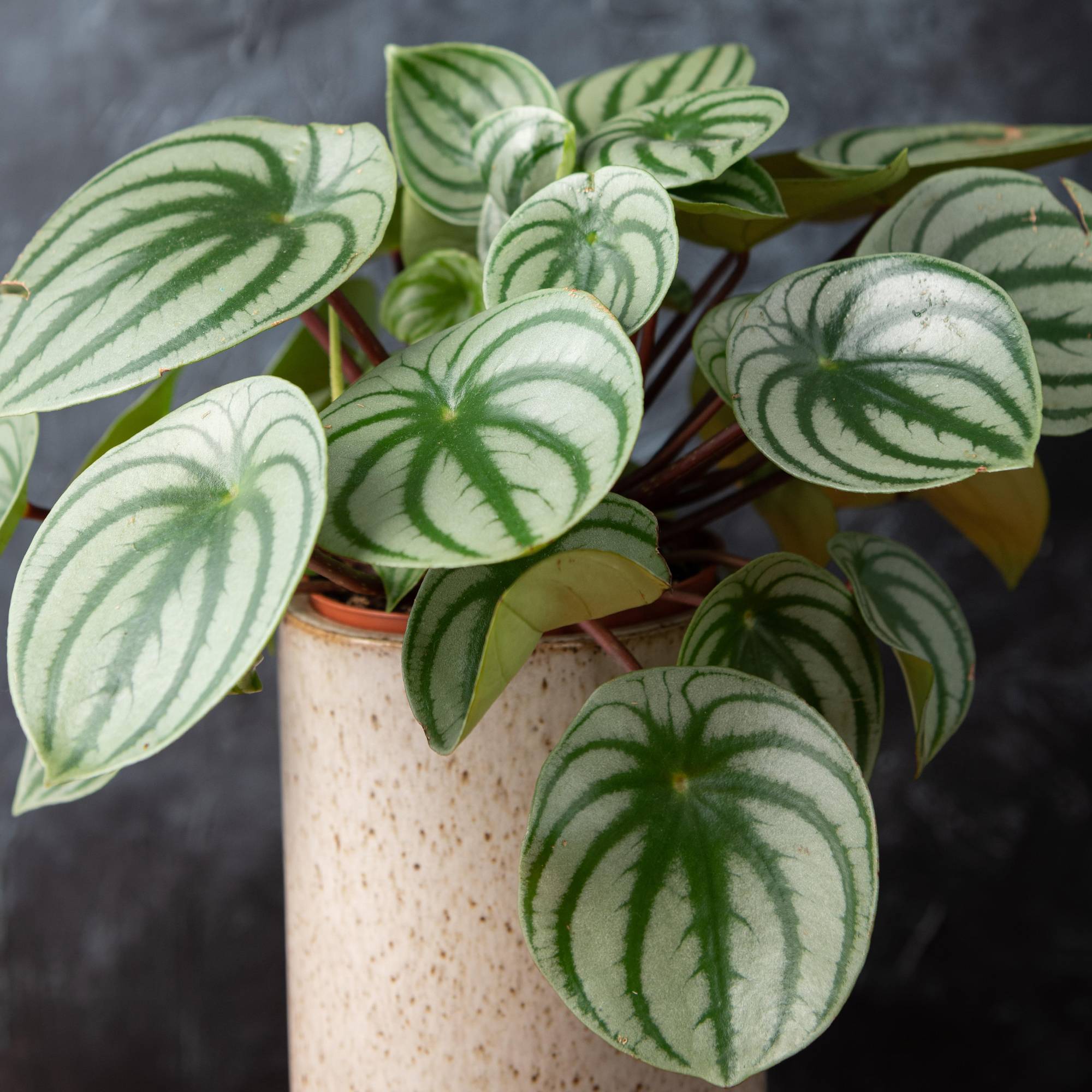 Gardenersdream - Peperomia Argyreia Remarquable | Meilleure Plante D'Intérieur (De 15 À 25 Cm) - GardenersDream - Imagen 1