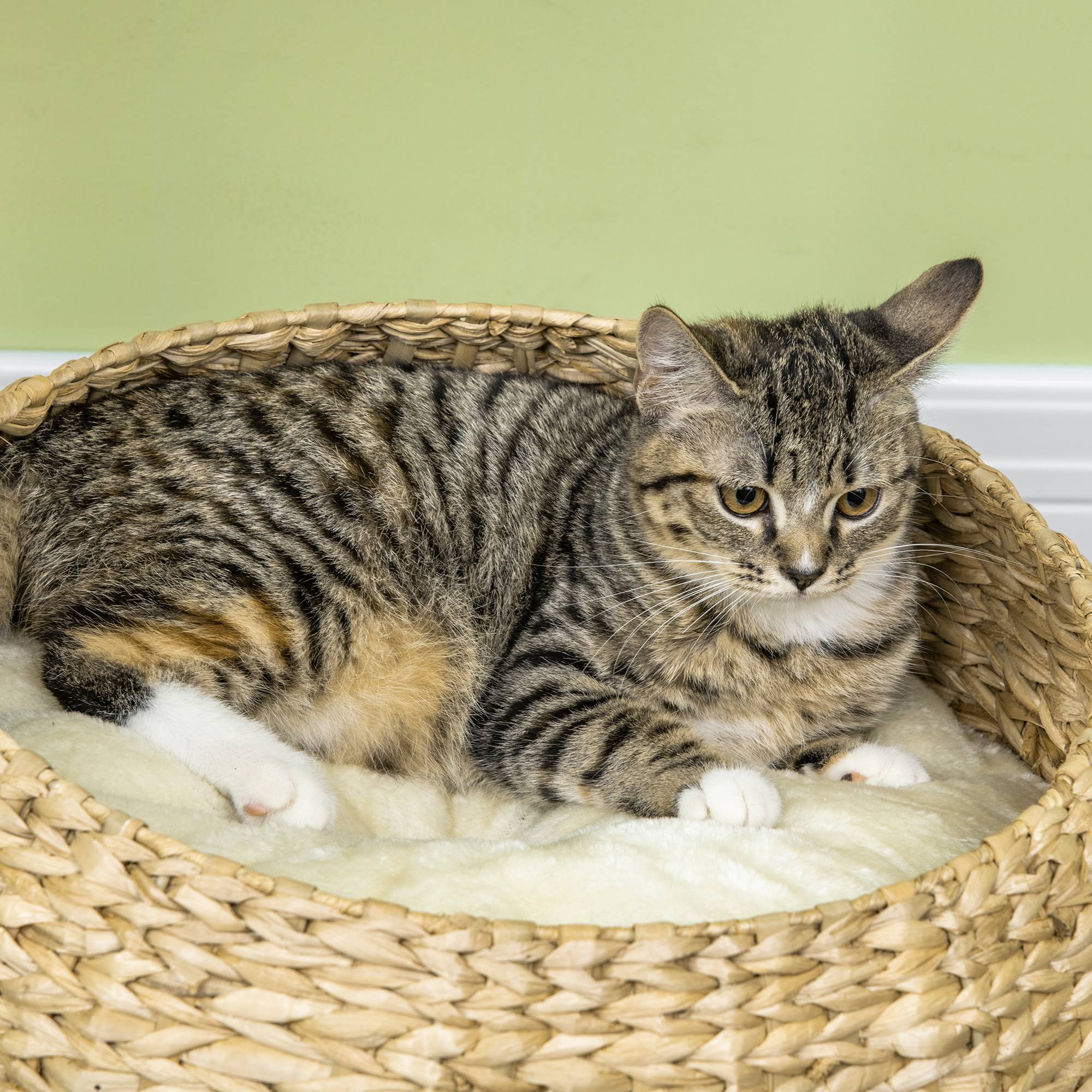 Pawhut - Arbre à chat griffoir 2 niveaux hauteur 72 cm poteau sisal avec niche et plate-forme 1 balle suspendue beige - Imagen 9