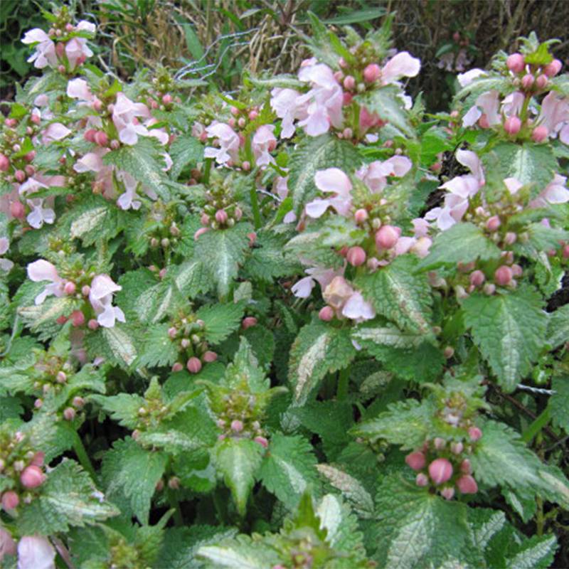 Lamium maculatum Purple Dragon - Lamier argenté et violet Godet de 8/9 cm