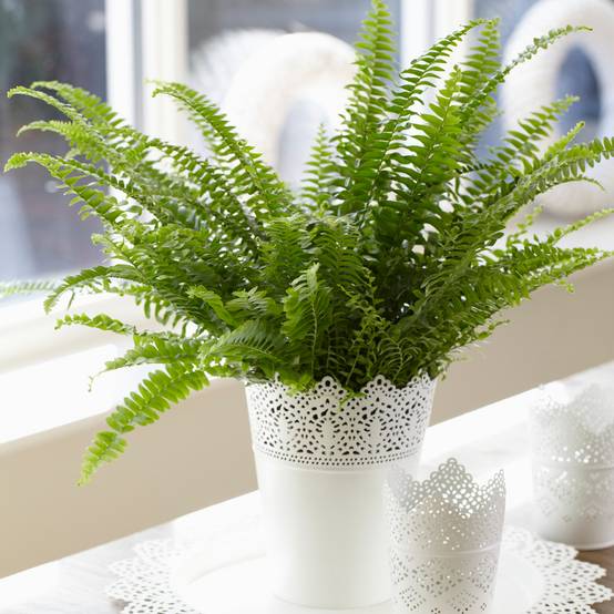 Hollyone Fougère De Boston Artificielle 48 Cm En Pot – Plante Fausse Givrée Pour Intérieur & Extérieur Plante Pour Interieur Et Exterieur Hollyone Fougère De Boston Artificielle 48 Cm En Pot – Plante Fausse Givrée Pour Intérieur & Extérieur Plante Pour Interieur Et Exterieur