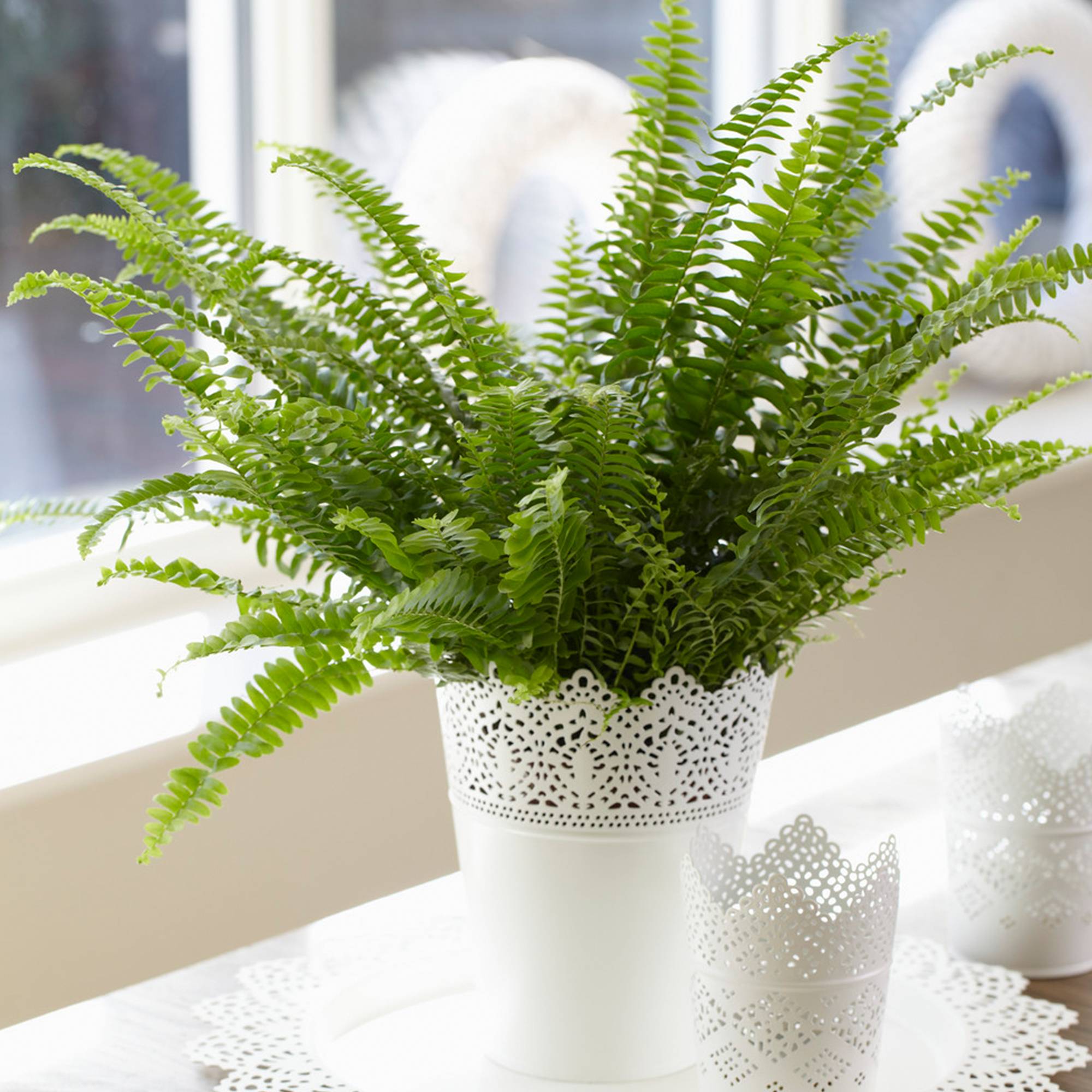 Hollyone Fougère De Boston Artificielle 48 Cm En Pot – Plante Fausse Givrée Pour Intérieur & Extérieur Plante Pour Interieur Et Exterieur