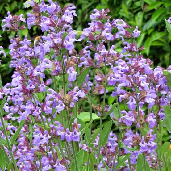 Sauge officinale - Salvia officinalis Godet de 8/9 cm