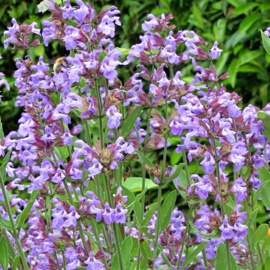 Sauge officinale - Salvia officinalis Godet de 8/9 cm