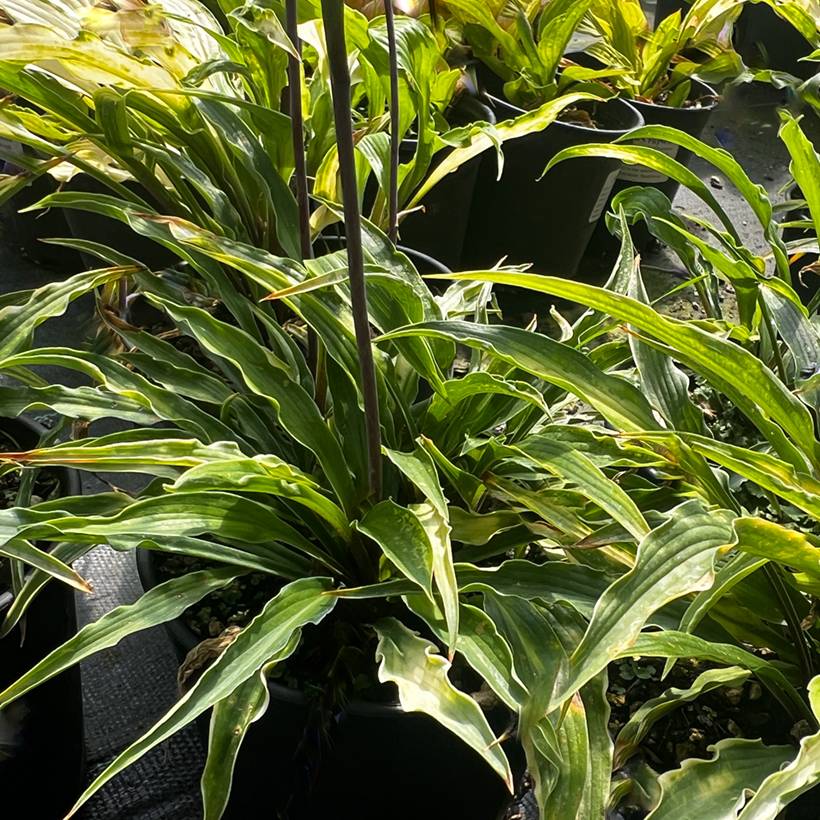 Hosta Curly Fries Pot de 1,5L/2L