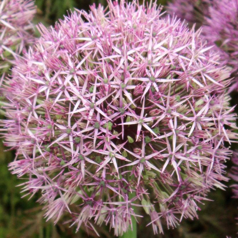 Promesse de Fleurs - Ail d'ornement - Allium Universe Bulbe calibre 20+