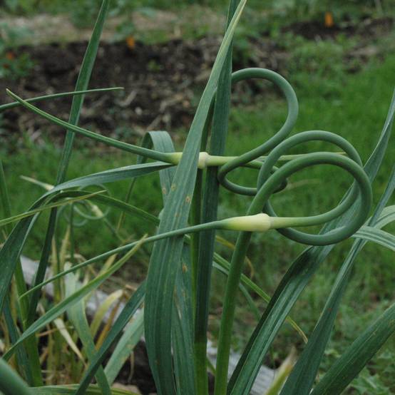Promesse de Fleurs - Ail rocambole - Allium scorodoprasum Godet de 8/9 cm