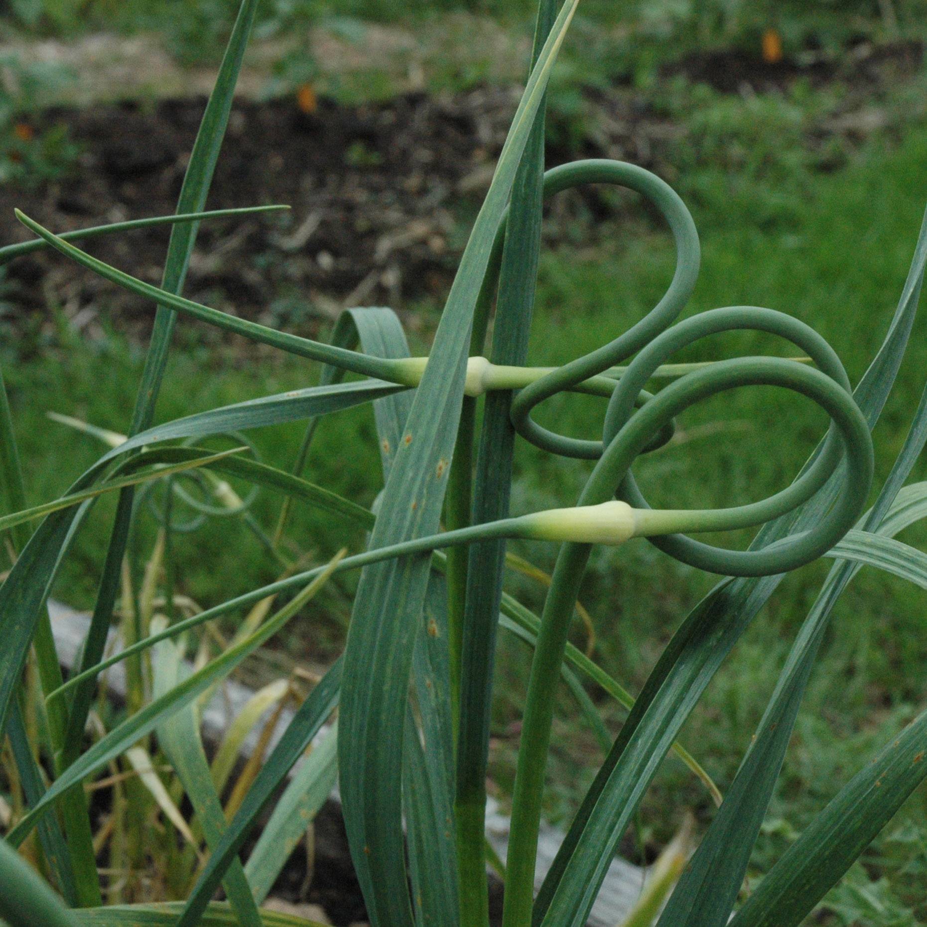 Promesse de Fleurs - Ail rocambole - Allium scorodoprasum Godet de 8/9 cm