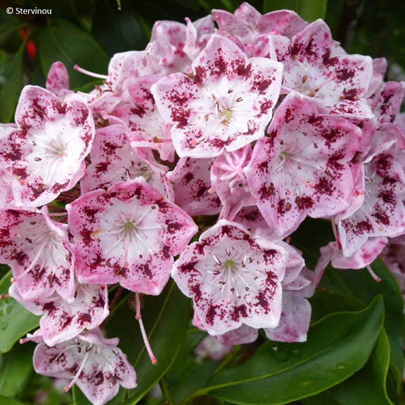 Promesse de Fleurs - Kalmia latifolia Ideal - Laurier des montagnes Pot de 3L/4L
