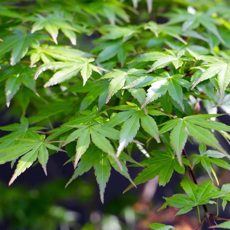 Érable du Japon (Acer palmatum) - Godet 9cm - Pépinières Naudet - Imagen 1