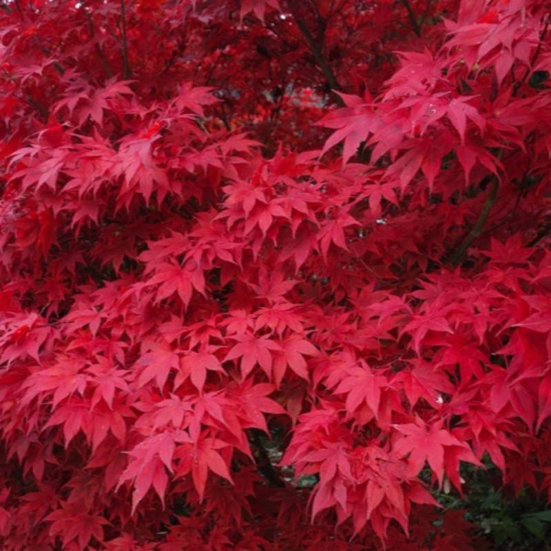 Érable du Japon (Acer palmatum) - Godet 9cm - Pépinières Naudet - Imagen 3