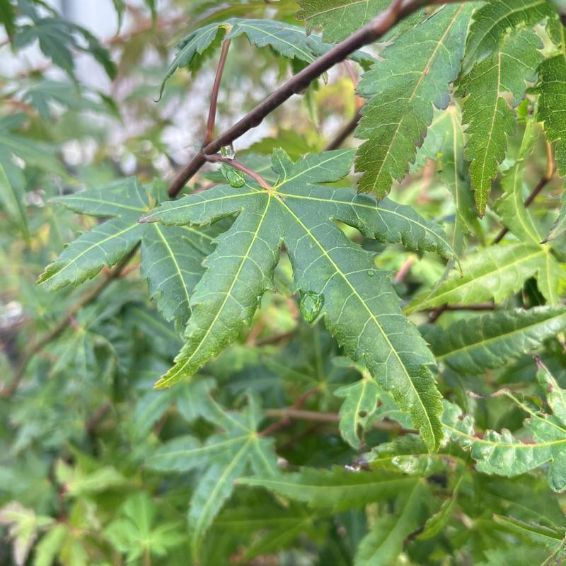 Érable du Japon (Acer palmatum) - Godet 9cm - Pépinières Naudet - Imagen 2