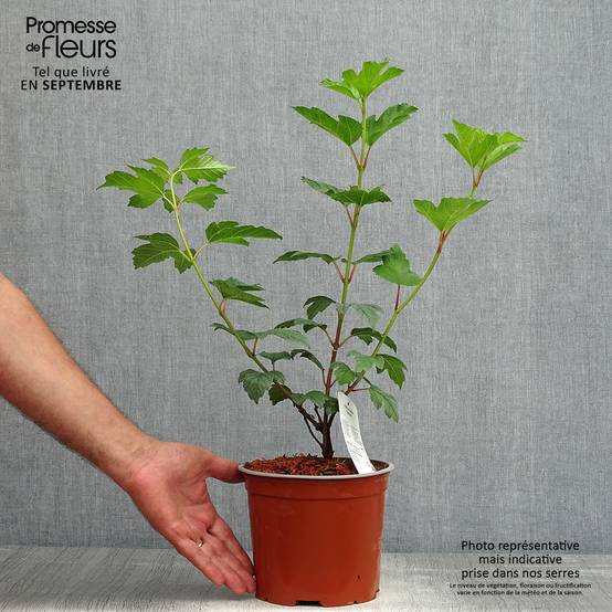 Promesse de Fleurs - Viorne Boule de Neige - Viburnum opulus Roseum Pot de 2L/3L - Image 2