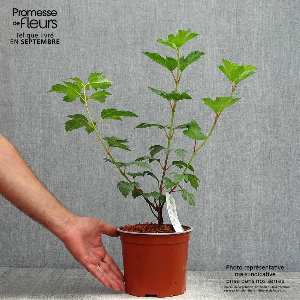 Promesse de Fleurs - Viorne Boule de Neige - Viburnum opulus Roseum Pot de 2L/3L - Image 2