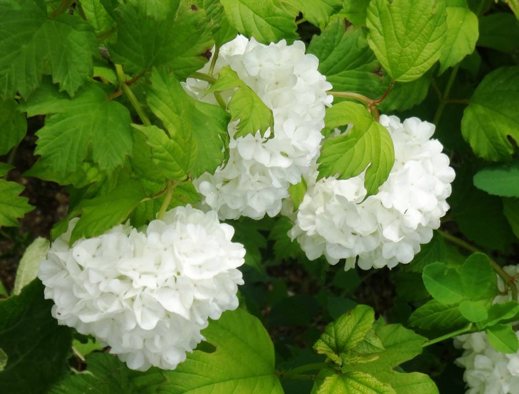 Promesse de Fleurs - Viorne Boule de Neige - Viburnum opulus Roseum Pot de 2L/3L - Image 1
