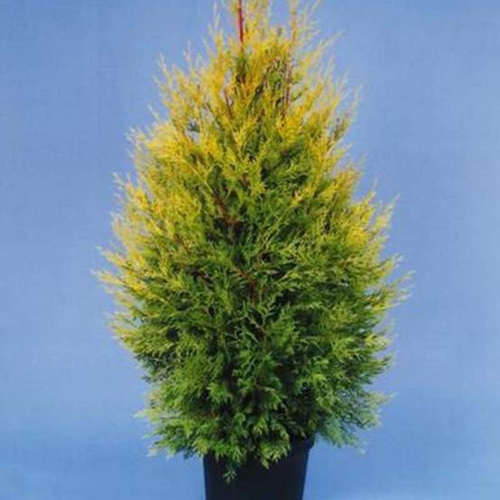 Promesse de Fleurs - Cyprès de Leyland - Cupressocyparis leylandii Excalibur Gold Pot de 4L/5L - Image 1