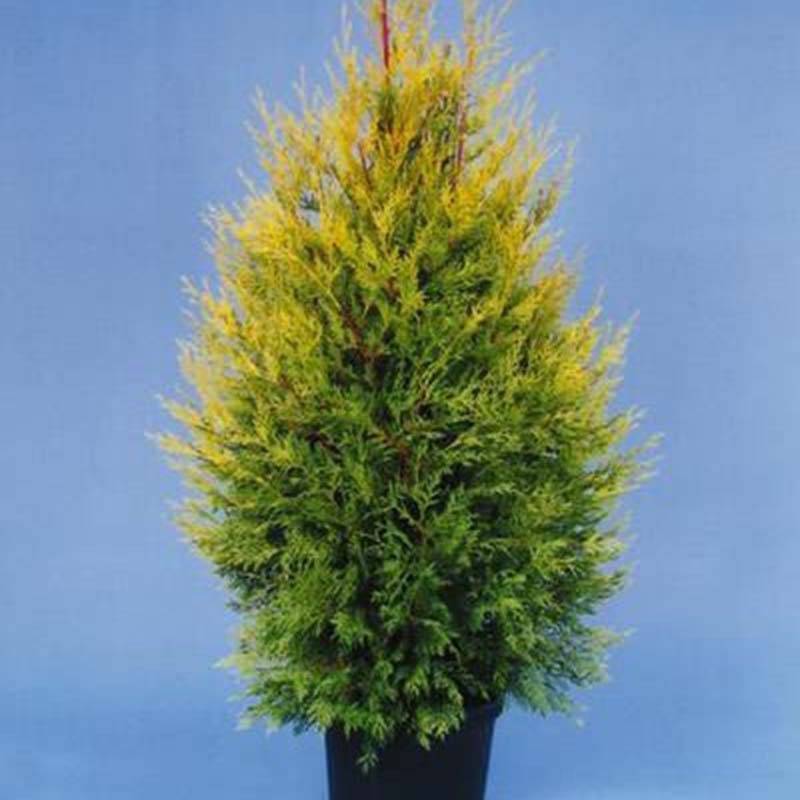 Cyprès de Leyland - Cupressocyparis leylandii Excalibur Gold Pot de 4L/5L